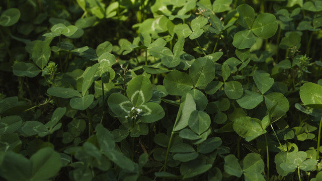 Whitetail Institute Clover 2LB