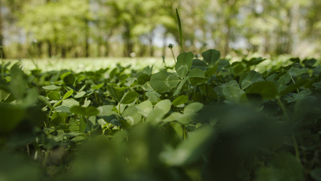 Whitetail Institute Clover 2LB