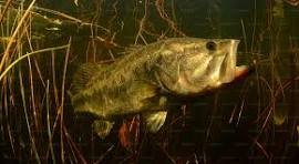 Bass