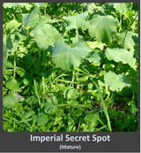 Whitetail Institute Secret Spot